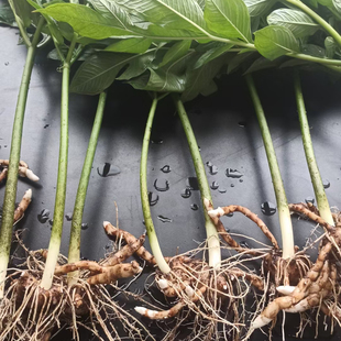 陕西安康,安魔128魔芋种子一代二代魔芋种子3斤/5斤/,批发 包邮