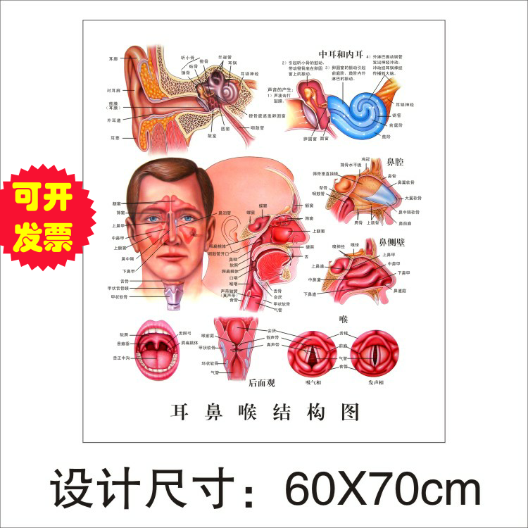 医学声带耳鼻喉口腔眼睛男女泌尿呼吸系统解剖结构挂图海报展板画