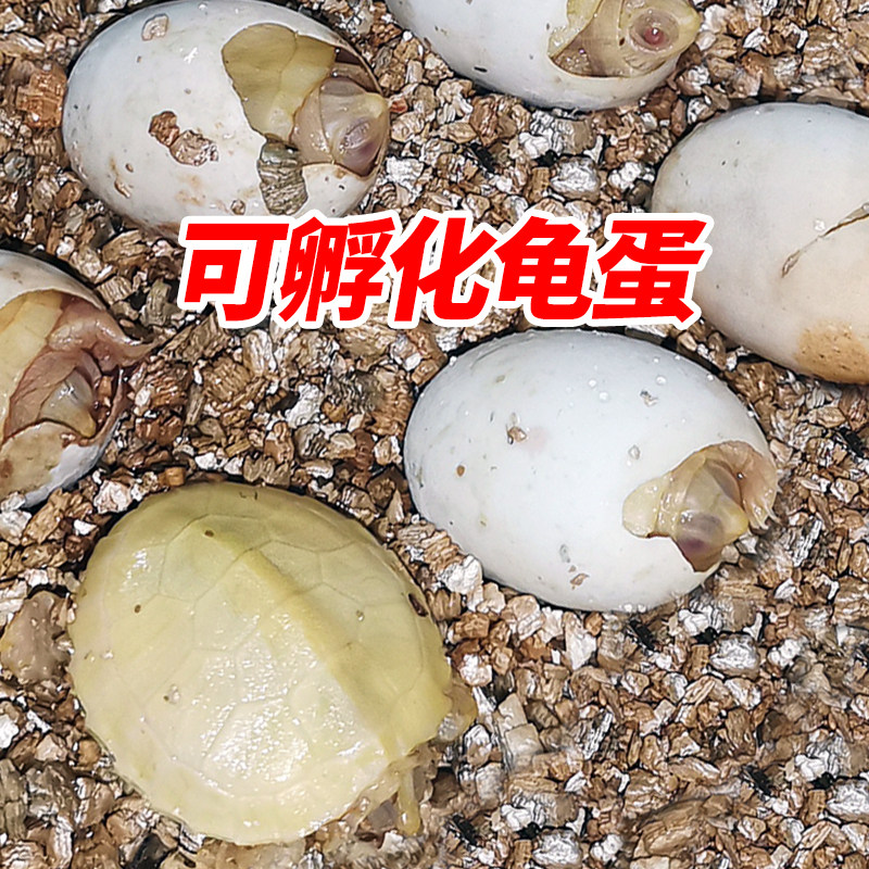 乌龟蛋可孵化套装受精蛋网红小宠物龟苗巴西花龟草龟实验儿童礼物