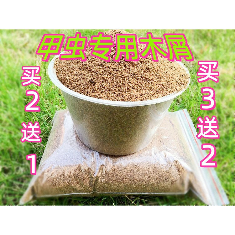甲虫兜虫成虫发酵木屑