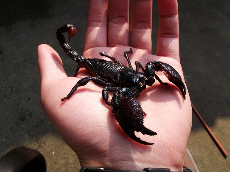 成体雨林蝎子13-16cm假帝王蝎宠物蝎子活体异宠另类宠物送套餐