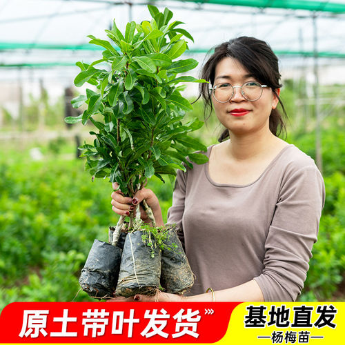 正宗仙居东魁杨梅树苗嫁接大果早熟黑炭杨梅树苗盆栽特大果树果苗