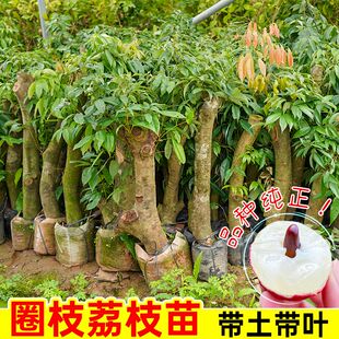 【圈枝大苗】荔枝圈枝大苗桂味高压荔枝树苗妃子笑嫁接苗南方种植