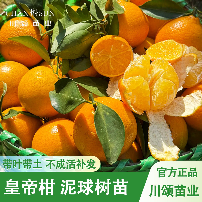 【川颂苗业】皇帝柑树苗油栗苗
