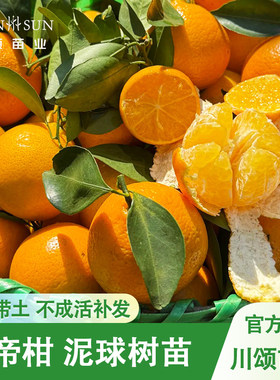 【川颂苗业】皇帝柑树苗油栗苗