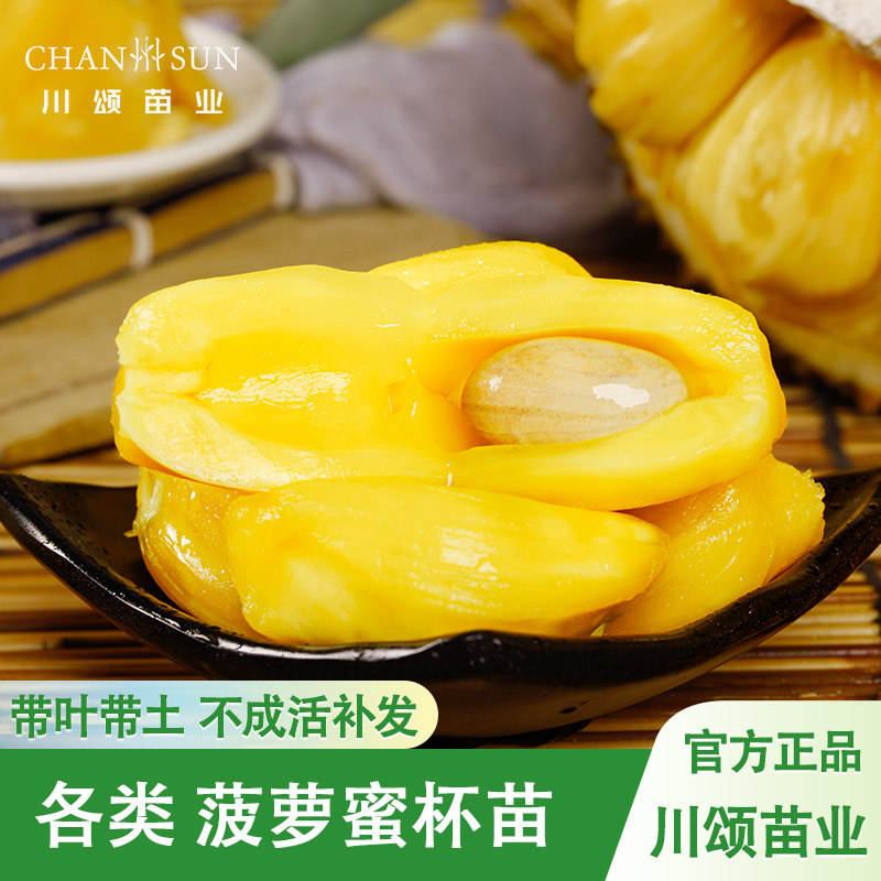木菠萝树苗嫁接苗红心马来西亚1