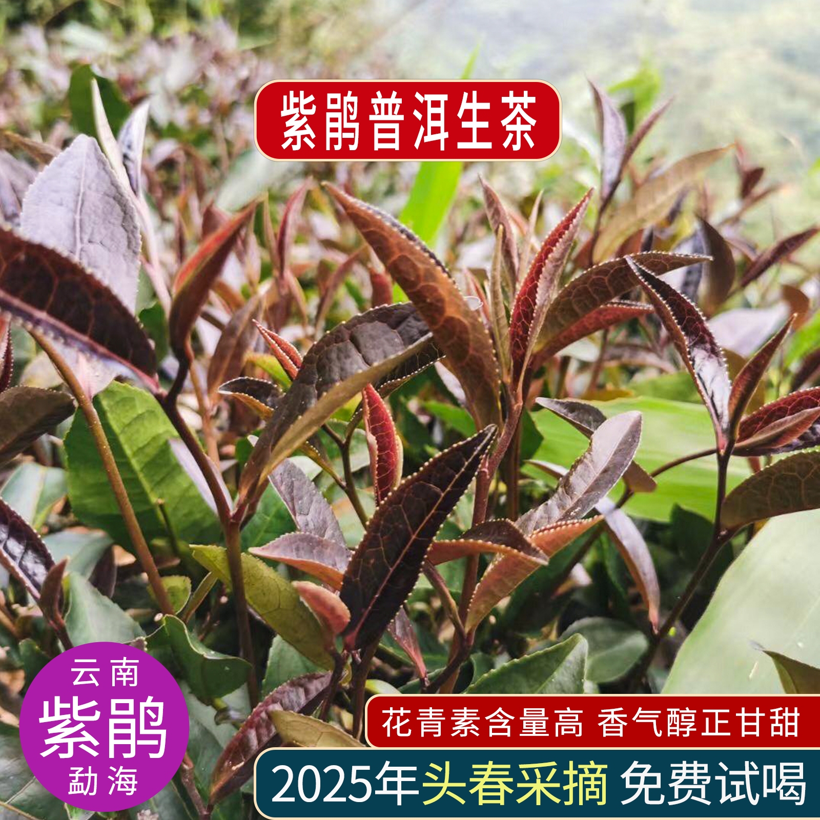 紫娟茶普洱生茶明前头春布朗山茶