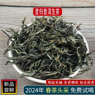 2024年春茶头采云南普洱茶昔归乔木纯料生茶特级大叶种散明前新茶