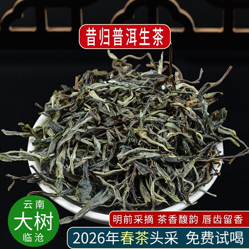 昔归乔木普洱生茶普洱茶明前春茶