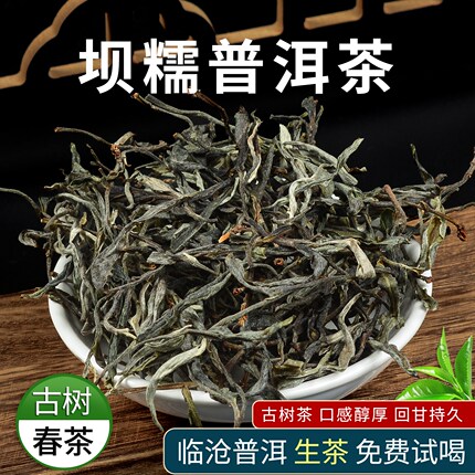 2024年古树春茶头采云南普洱茶坝糯普洱生茶大叶种尝鲜明前新茶叶