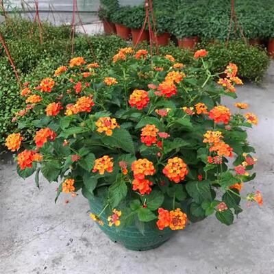 五色梅盆栽 马缨丹 耐热耐晒花期长多年生木本阳台庭院花卉 包邮