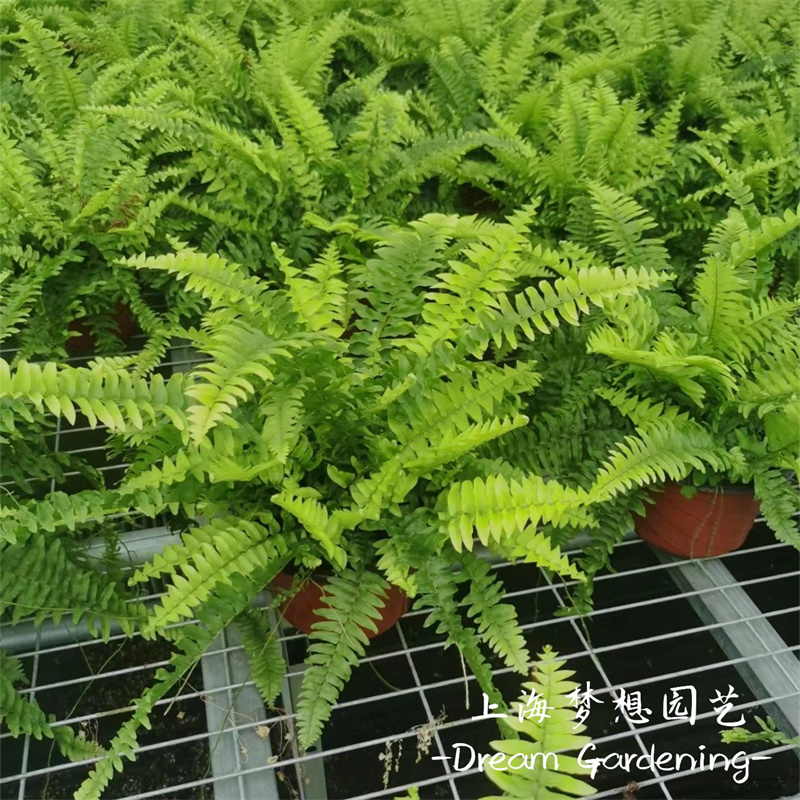 波斯顿蕨半阴处净化空气皮实好养
