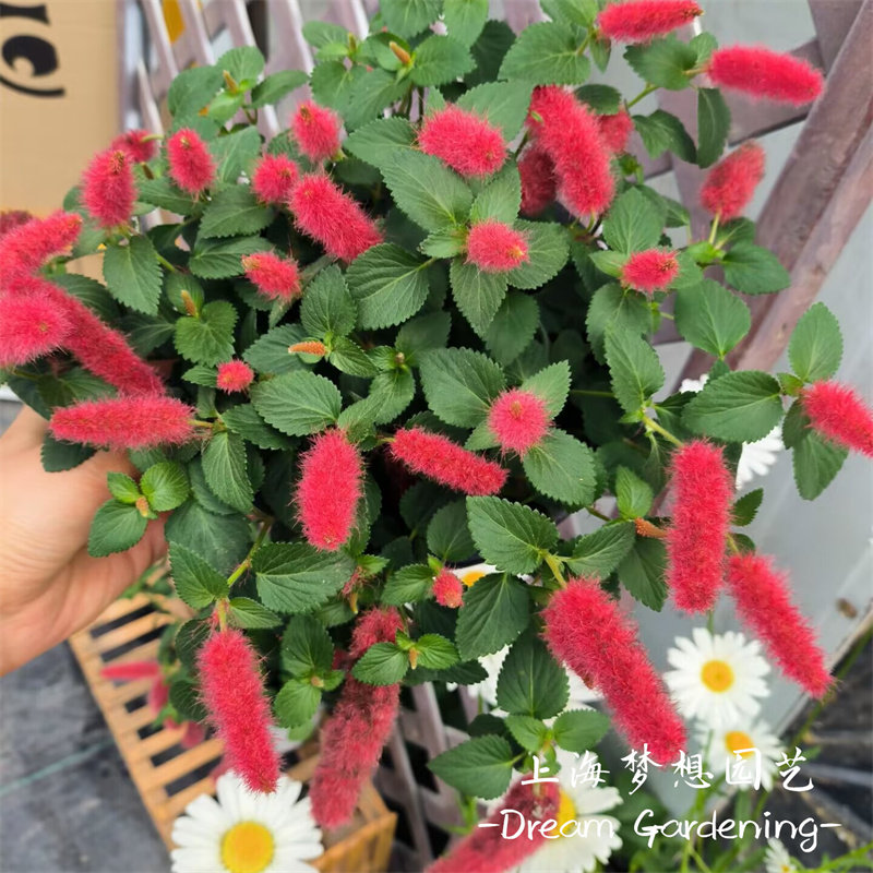 猫尾红岁岁红盆栽红缨吊篮红穗铁苋菜庭院阳台多年生耐寒耐热花卉