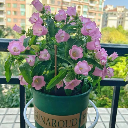 大花风铃草花卉盆栽耐半阴阳台窗台花卉桔梗科酒杯风铃草耐热耐寒