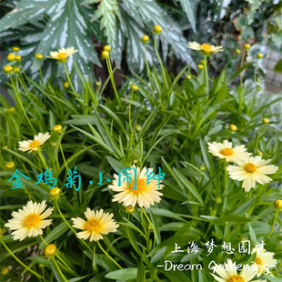 金鸡菊小闹钟 矮生金鸡菊 耐寒耐热庭院阳台花期长多年生宿根花卉