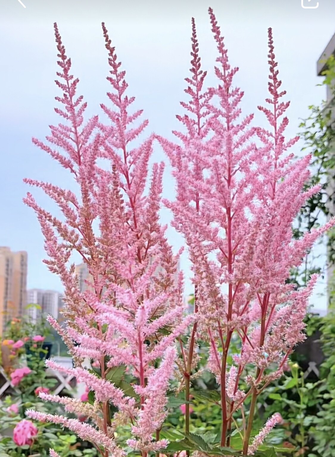 络新妇盆栽 多年生耐阴宿根花卉 庭院阳台好养 耐寒花境植物 包邮