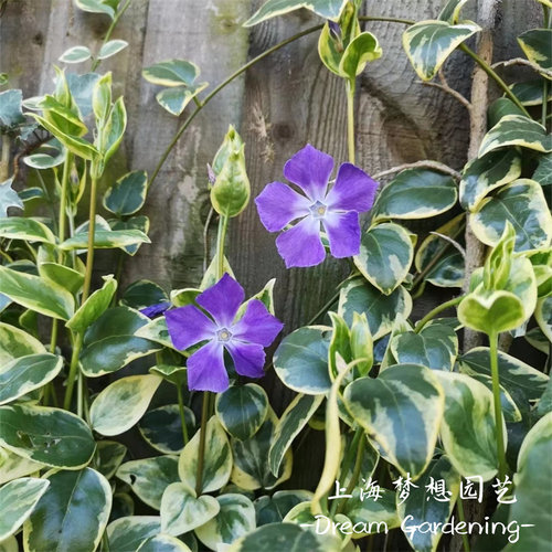 花叶蔓垂钓庭院多年生盆栽