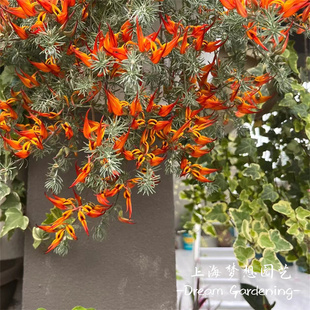 鹦鹉嘴盆栽 银色垂钓花卉 加纳利百脉根 庭院阳台多年生开花植物