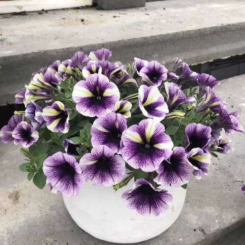 矮牵牛多年生阳台多季开好养盆栽