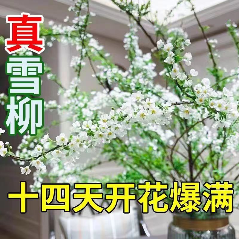 鲜枝开花雪柳盆栽室内水养插花水培植物鲜花花卉好养绿植干枝遇水