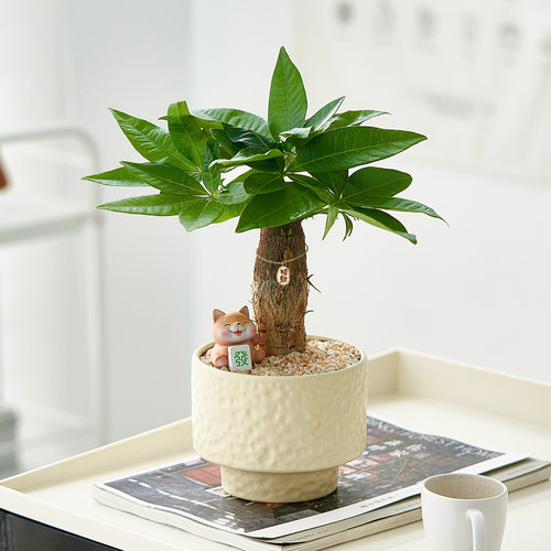 富贵招财办公桌面摆件植物小盆栽