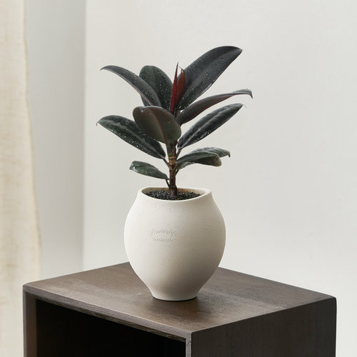 净化空气黑金刚好养活橡皮树盆栽