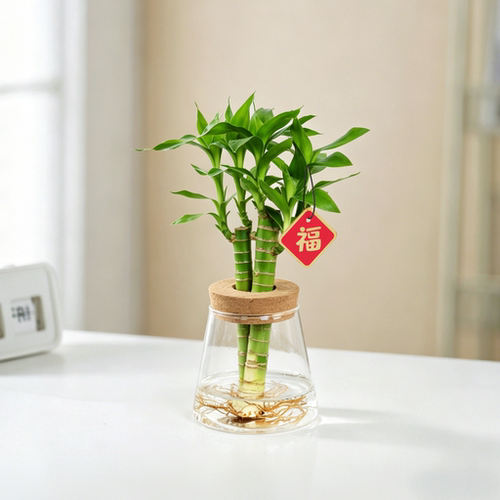 富贵竹水培桌面绿植好养净化空气
