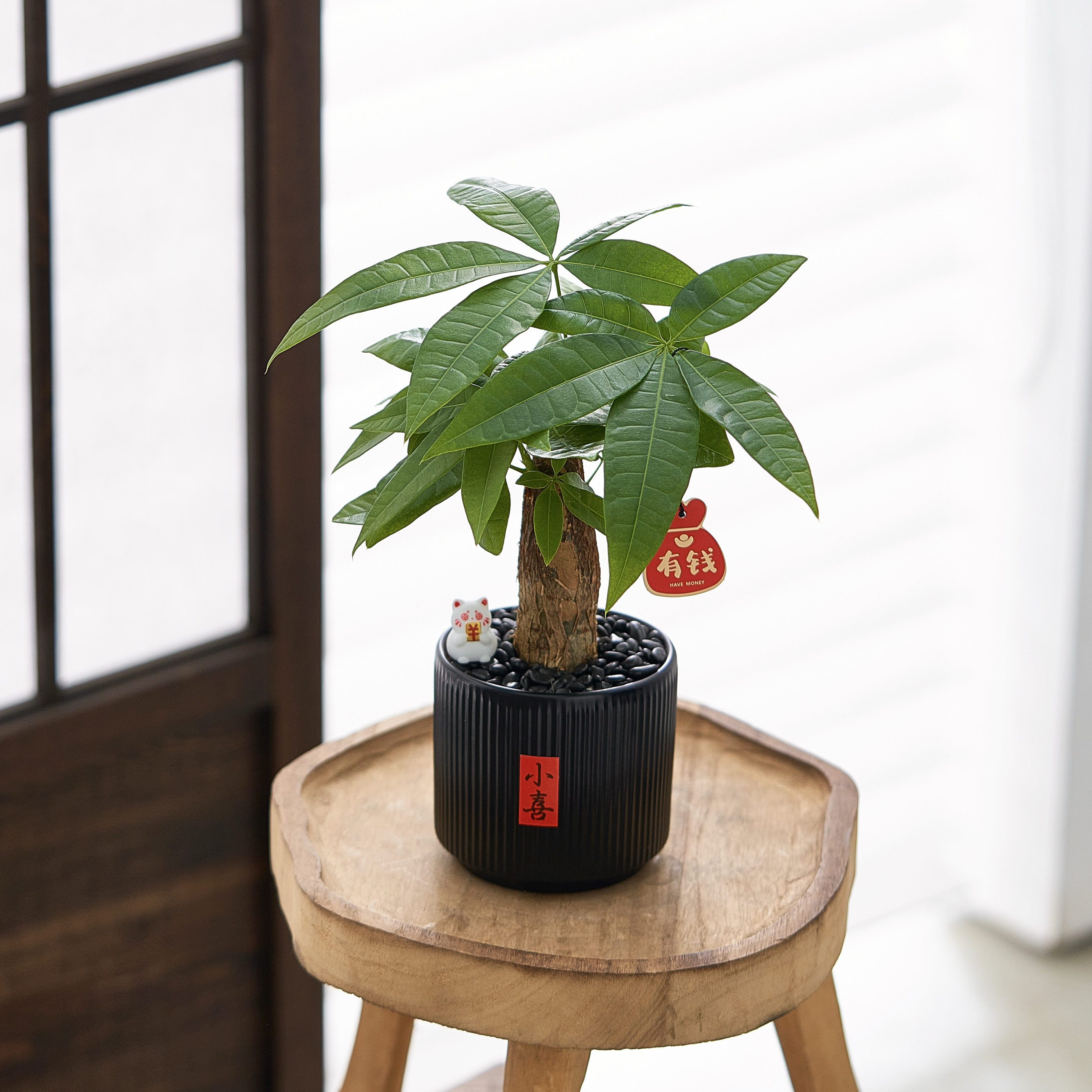 招财植物发财树小盆栽懒人好养护