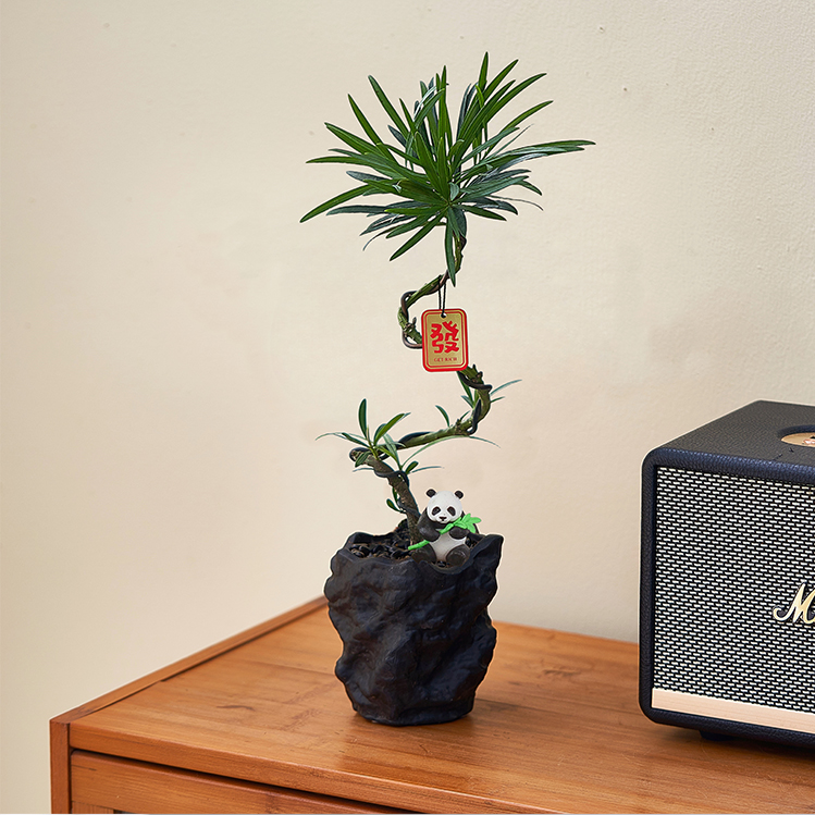 造型罗汉松趣味盆栽招财桌面绿植