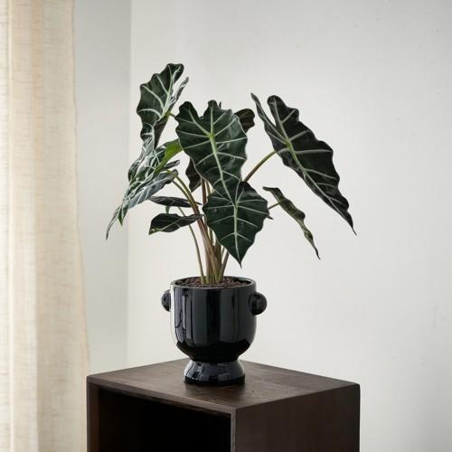 大仙女海芋盆栽北欧中古风绿植物