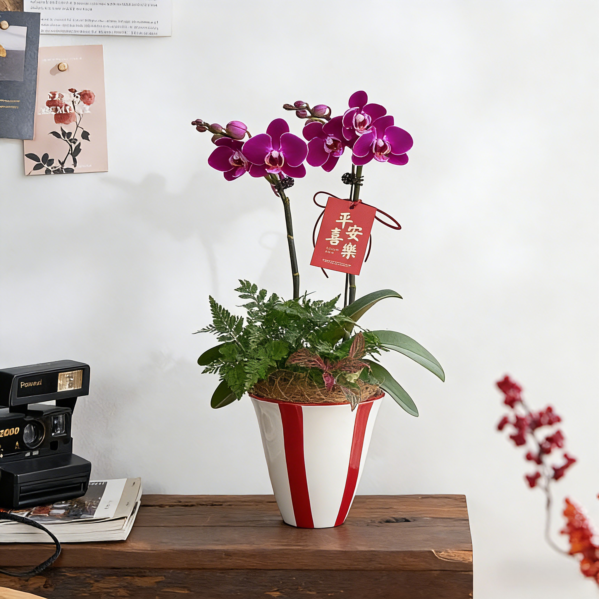 年宵花春节蝴蝶兰盆栽紫红色多花头含盆室内桌面观花植物摆件礼物,鲜花速递/花卉仿真/绿植园艺,国兰/杂交兰/洋兰类,淘宝优惠券,粉丝福利购,淘宝优惠卷