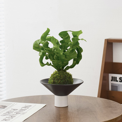 苔藓球火焰鸟巢绿植客厅水培好养