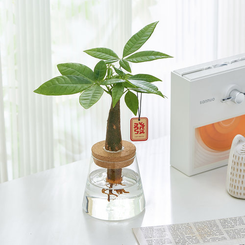 【来财】水培发财树办公室小盆栽