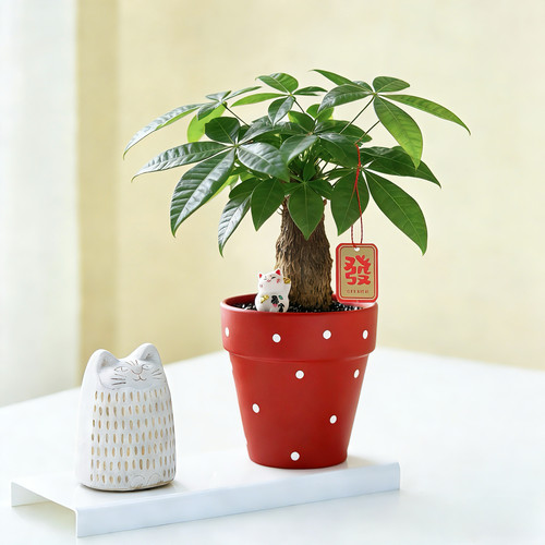 年宵花发财树盆栽室内客厅办公室桌面绿植花卉植物四季常青好养活