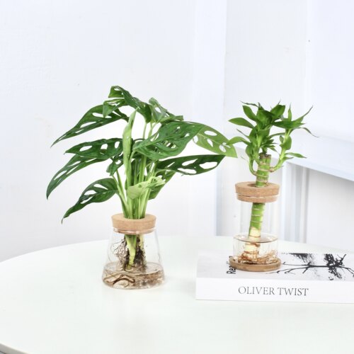 发财树室内桌面净化空气懒人水培