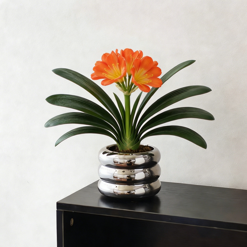 君子兰盆栽客厅四季好养净化空气