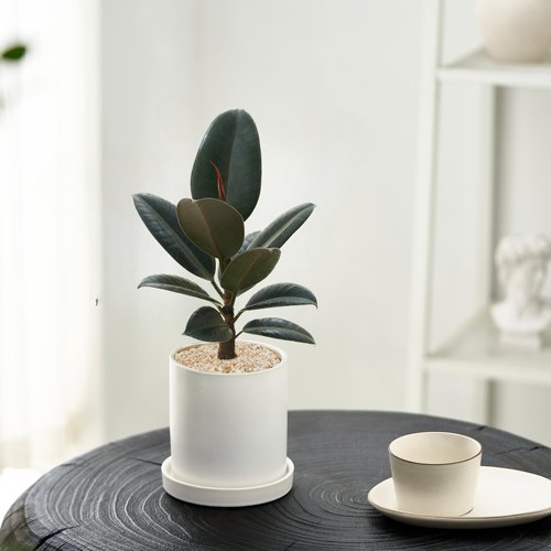 橡皮树室内客厅净化空气吸甲醛