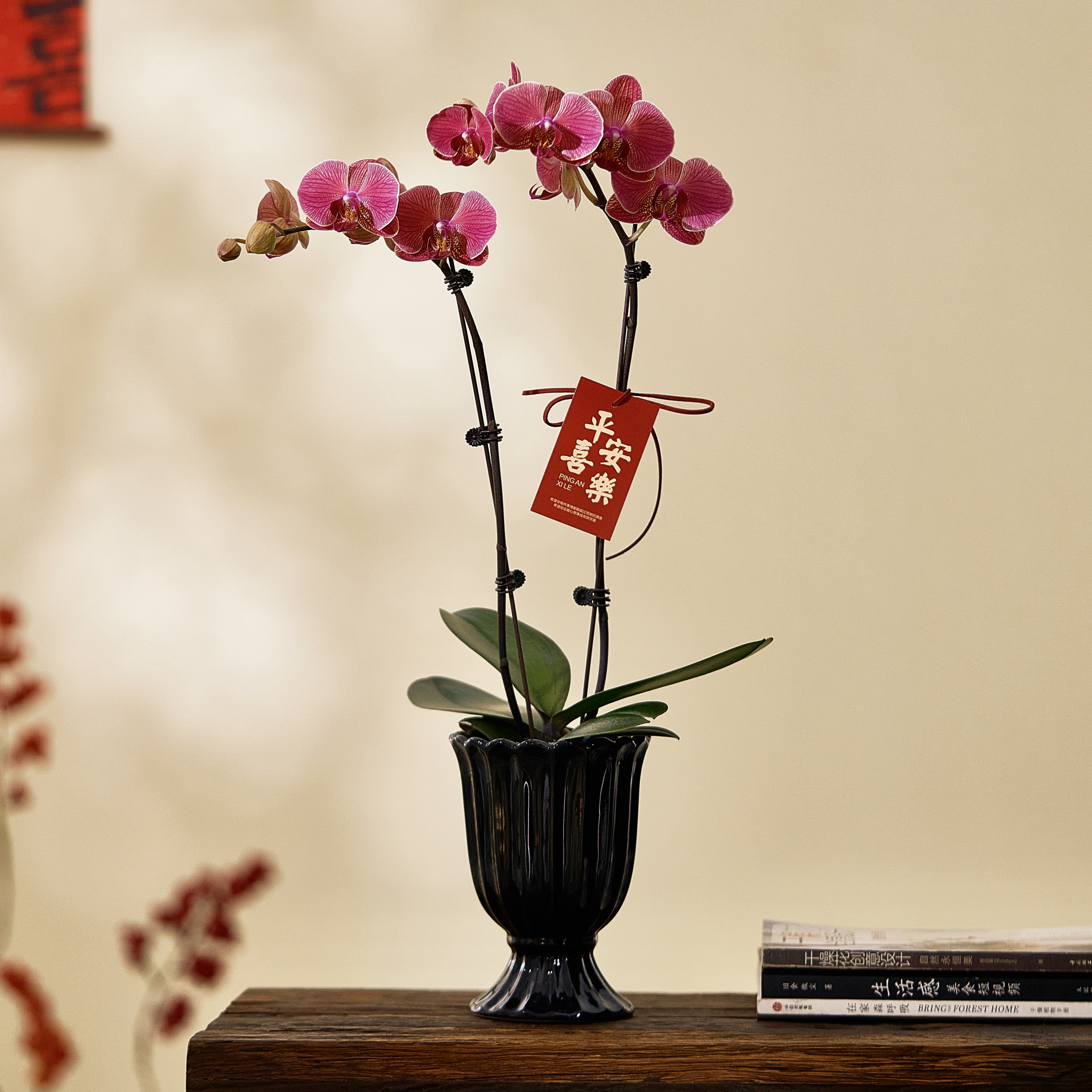 新年桌面摆件送礼花卉蝴蝶兰盆栽