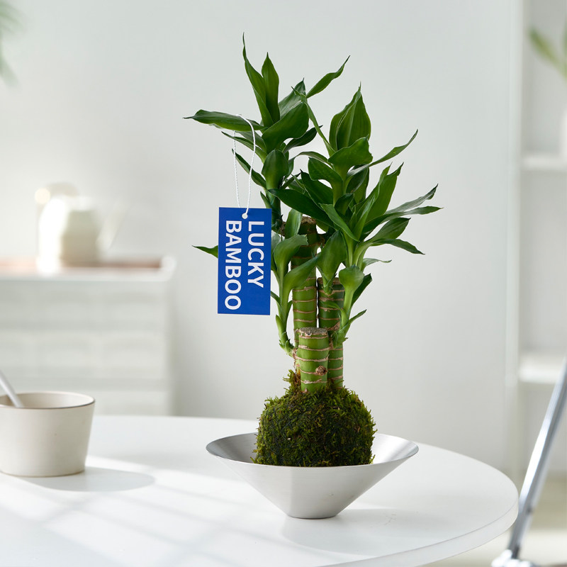 乐可植物 节节高富贵竹水培盆栽室内办公室桌面懒人水养苔藓球