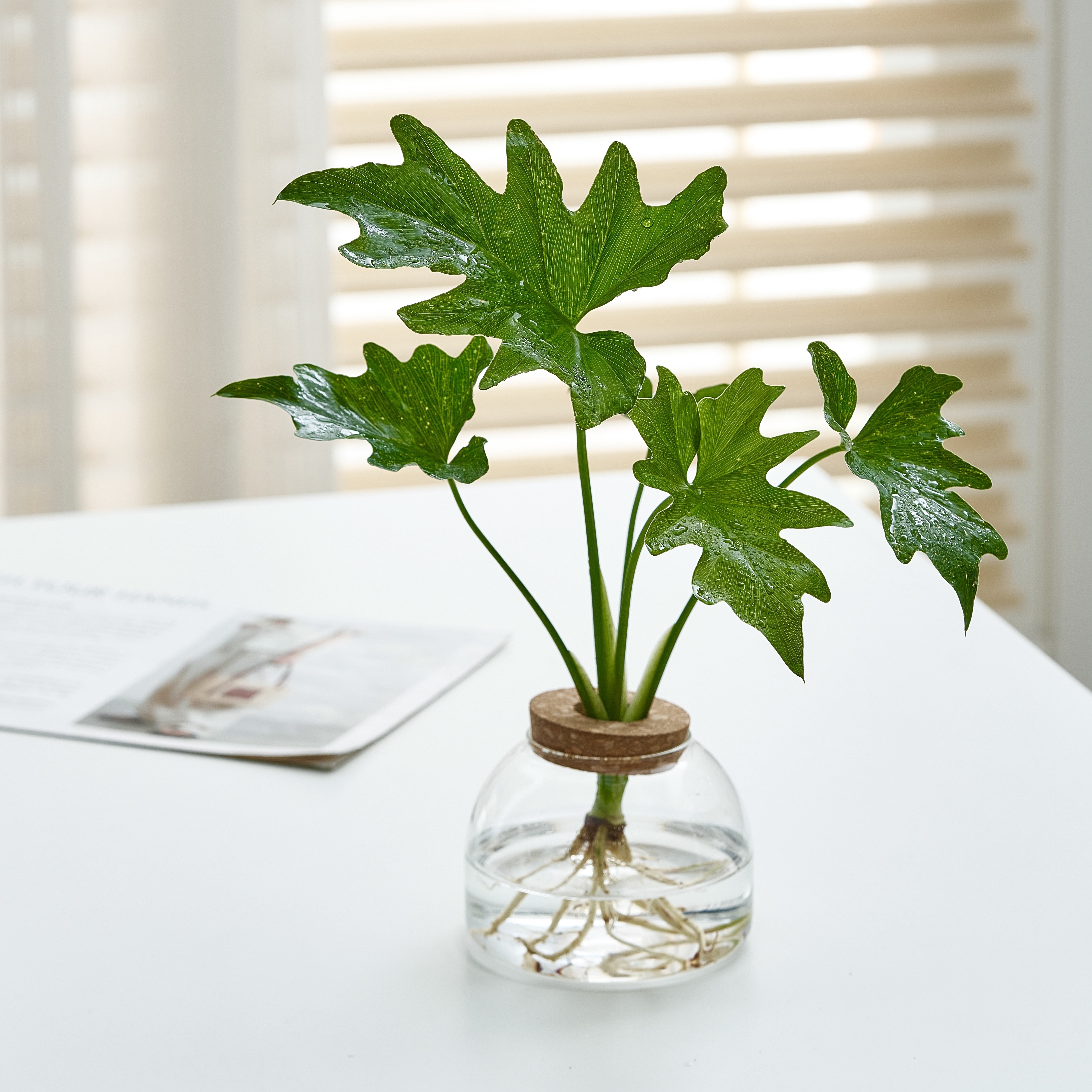 水培植物春羽蔓绿绒小天使盆栽室内净化空气桌面好养易活懒人绿植