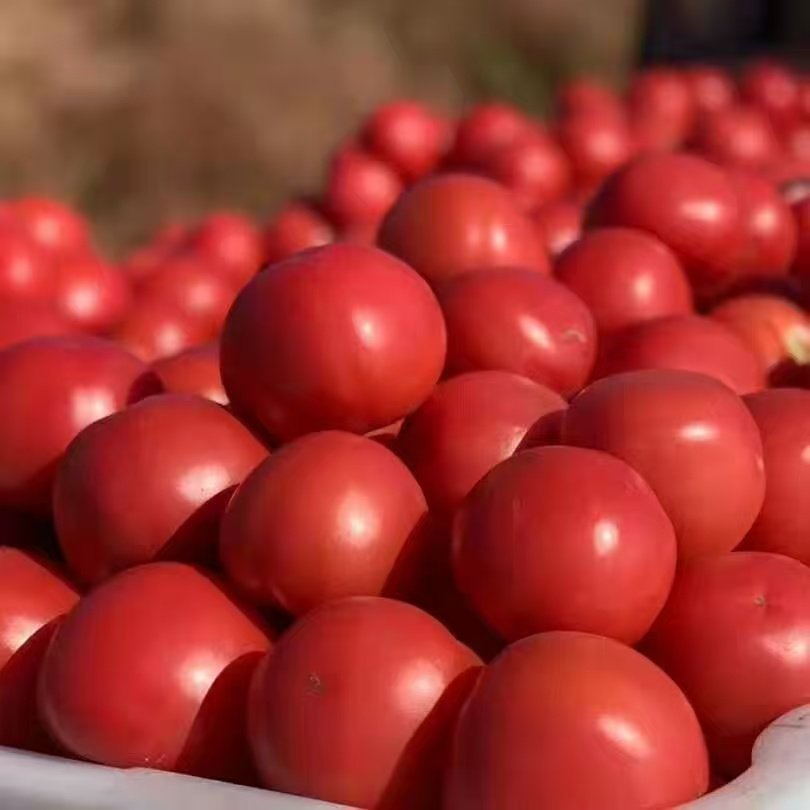 河南沙瓤新鲜现摘现发西红柿应季水果大番茄自然熟沙瓤西红柿生吃,水产肉类/新鲜蔬果/熟食,番茄,淘宝优惠券,粉丝福利购,淘宝优惠卷