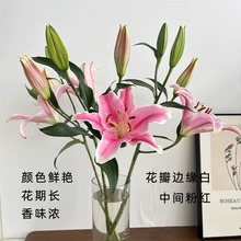 上海鲜花粉色百合1支3个头10支高度80公分多种场合可用