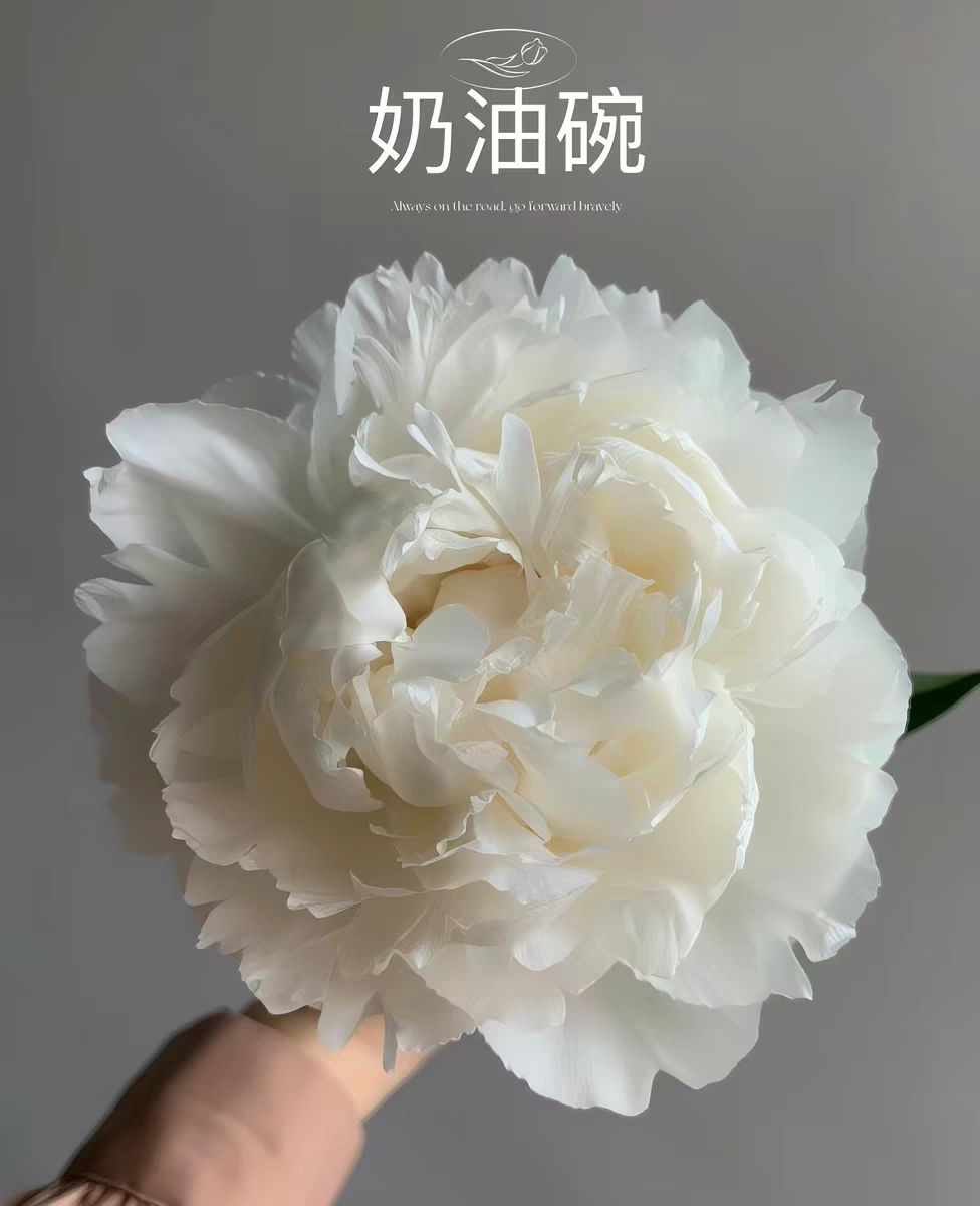 上海鲜花。进口新西兰芍药奶油碗,现货1支43/5支起发货新上市。