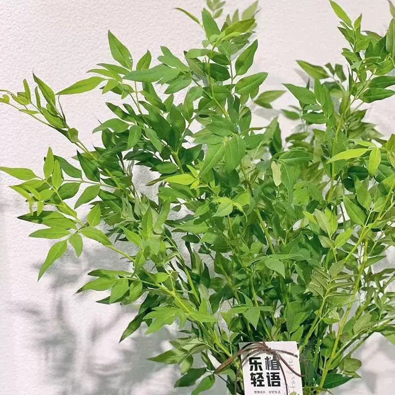上海快递。鲜花配草九星叶10支高度70公分图片