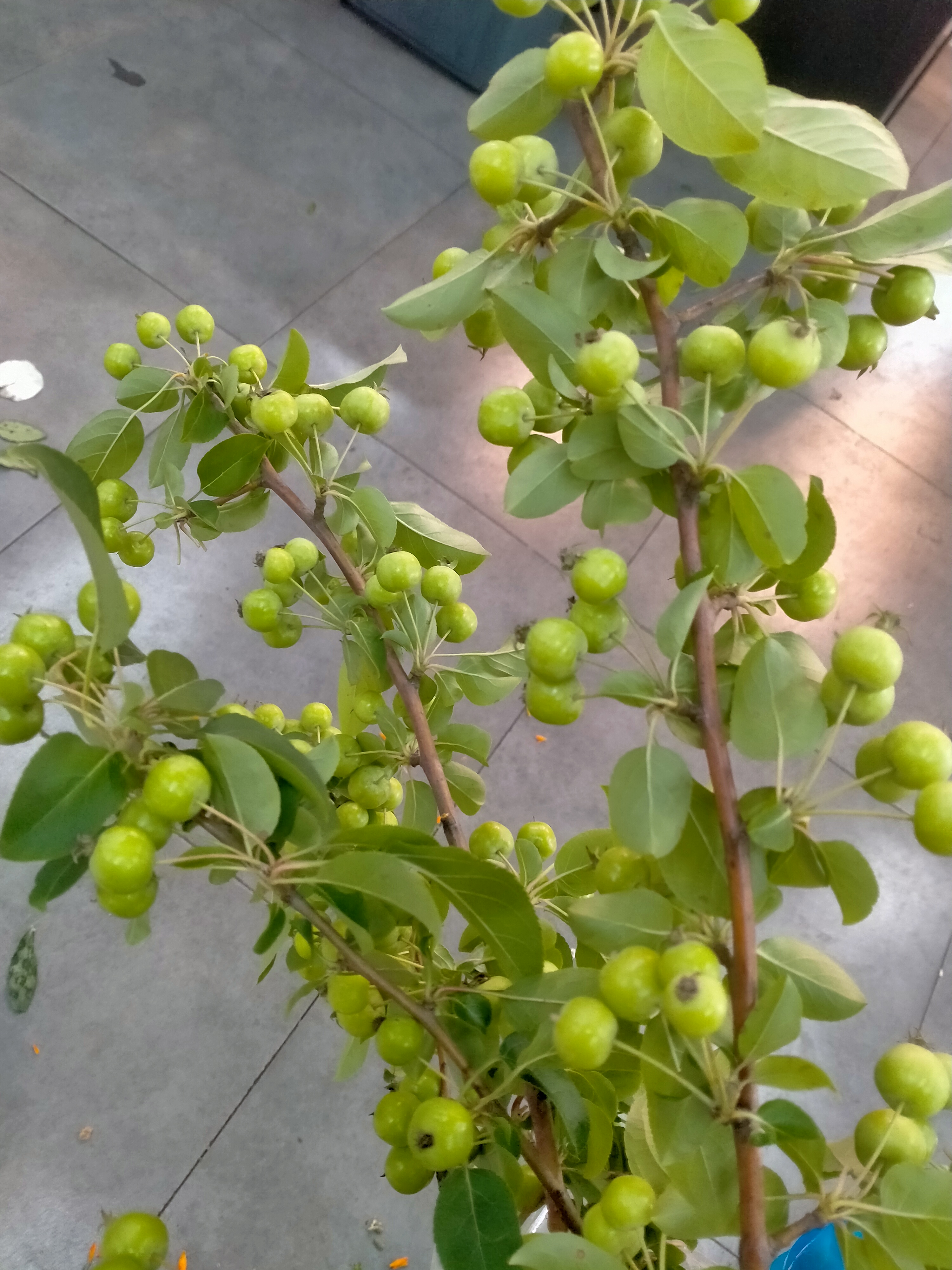 上海快递鲜花迷你小苹果先切花海棠果3支一扎会议室插花家庭养花