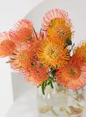 上海快递。鲜花针垫花1支橙色高度50公分