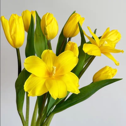 上海鲜花,进口荷兰郁金香鲜切花10支