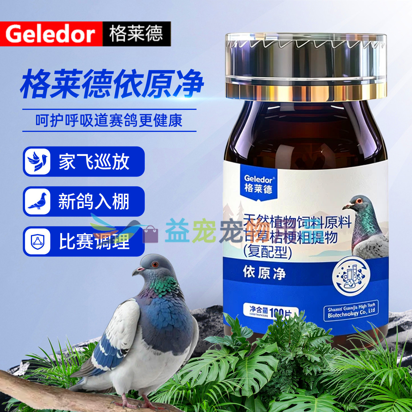 格莱德信赛鸽观赏鸽呼吸道依原净