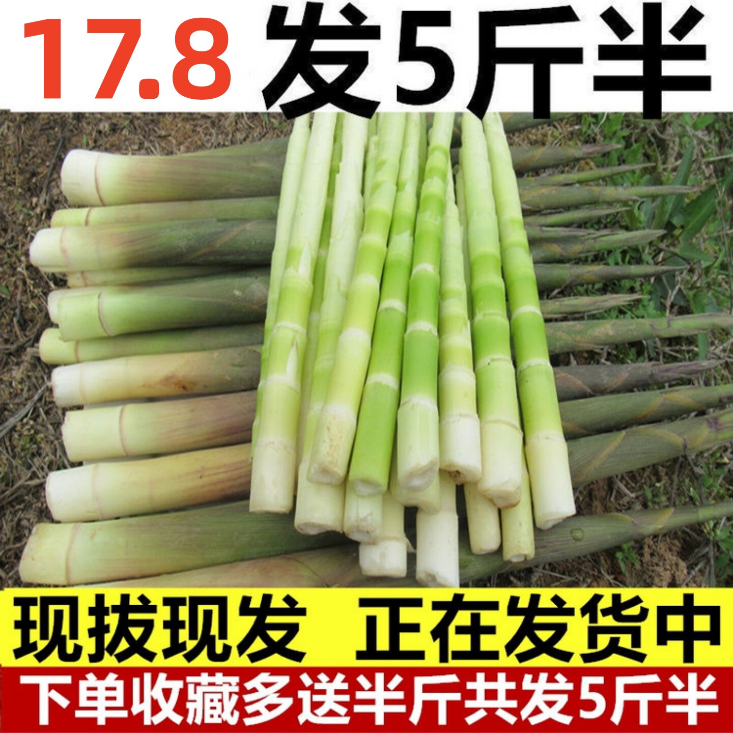 野生新鲜小竹笋笋尖江西现挖甜小笋子春笋非雷笋手剥油焖火锅山笋