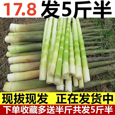 野生新鲜小竹笋笋尖江西现挖甜小笋子春笋非雷笋手剥油焖火锅山笋